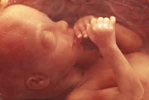 Фото Эмбриона 16 Недель Беременности