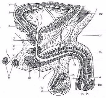 Ладьевидная ямка мужской уретры - Navicular fossa of male urethra - Википедия